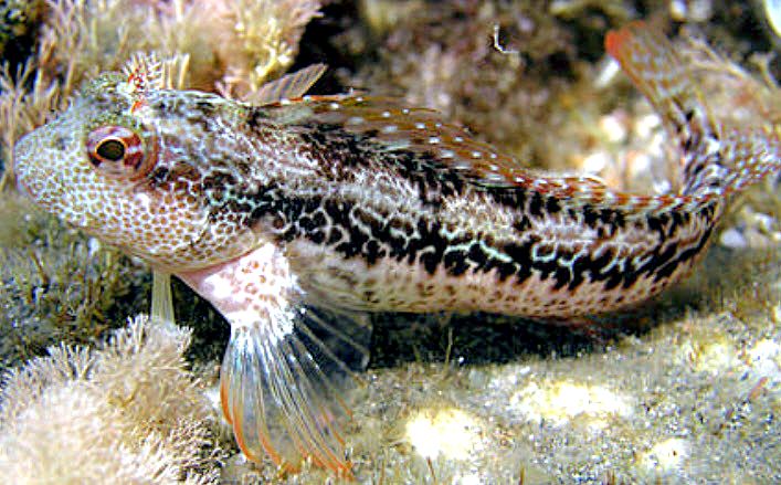 Parablennius pilicornis_aaaa2